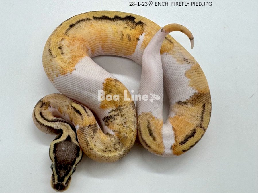 ENCHI FIREFLY PIED